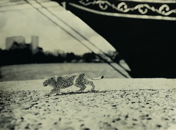 Leopard in Rotterdam. Photo: Erik Hijweege